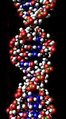 Strand of DNA