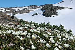 Fjällsippor i Rago nationalpark, Norge.