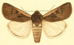 Euxoa hastifera – Specimen