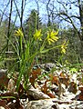 Gagea spathacea