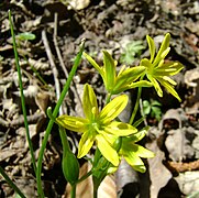 Ombelles de fleurs contenant trois sépales pétaloïdes et trois pétales elliptiques jaunes au-dessus, vert en dessous.