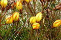 Gentianella hirculus ("sarashima"), Cajas mama llaqta parkipi