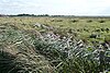 Ludham – Potter Heigham Marshes