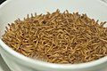 Mealworm, Tenebrio molitor