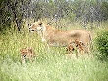 I cuccioli di leone possono essere uccisi dai maschi che sostituiscono altri maschi nel branco.