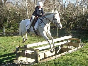 Caballo con pretal inglés