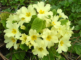 Primula vulgaris