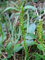 Selaginella selaginoides