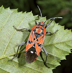 Uma fêmea de Spilostethus pandurus.