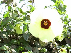 Hibiscus calyphyllus