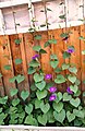 Ipomoea purpurea, Sharqiy Sibir