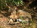 AfricanWildCat