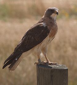 Preeriahiirihaukka (Buteo swainsoni)