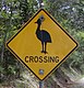 Australia, cassowary crossing.