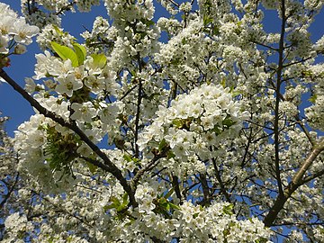 cherry blossom