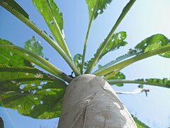 A radish growing in China