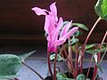 Cyclamen persicum