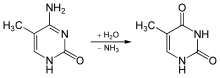 Deamination of 5-methylcytosine to thymine