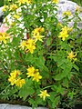 Hypericum maculatum