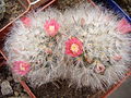 Mammillaria bocasana