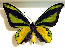 Ornithoptera chimaera m.jpg