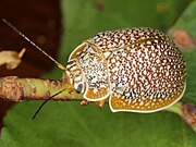 Paropsis dilatata