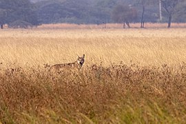 Un loup gris indien dans une prairie au Maharashtra. Une espèce et un milieu typiques du Deccan, gravement menacés.