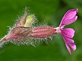 Calice de fleur mâle