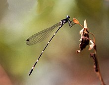 A closeup photo of a winged insect perched on a plant