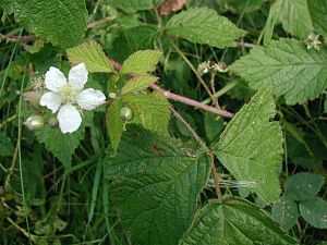 Nyutslagen blomma och knoppar