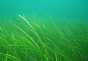 Seegraswiese aus Zostera marina in der Ostsee vor dem Falckensteiner Strand