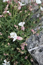 Strandlimurt (Silene maritima)