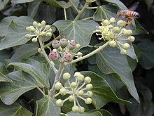 Umbelas simples en Hedera helix