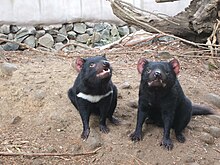 Two devils, sitting side by side, the one of left with a white stripe under its neck. They stand on a dirt patch. Stones can be seen in the background.