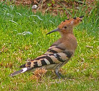 Eurasian hoopoe in Israel; crest lowered. The hoopoe is Israel's national bird.