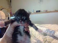 A Maine Coon kitten at 3 days old