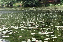 Infested area in flower (larger round leaves are another species)