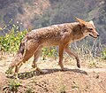 Koyote (Canis latrans)