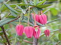 Květy krinodendronu C. hookerianum