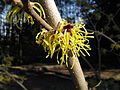 Kvetoucí kultivar vilínu prostředního Hamamelis x intermedia 'Pallida'