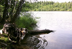 Reserva natural dos Bosques de Judar (Judarskogens naturreservat)