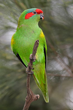 Musk Lorikeet