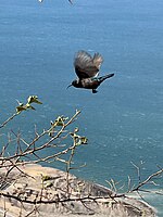 Male in flight over the Dead Sea