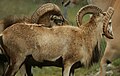 Argali