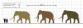 Three Species of Palaeoloxodon Scale Diagram