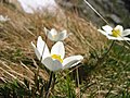 Pulsatilla alpina