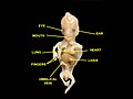 Human embryo, 38 mm, 8–9 weeks.