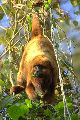 Alouatta fusca clamitans.jpg