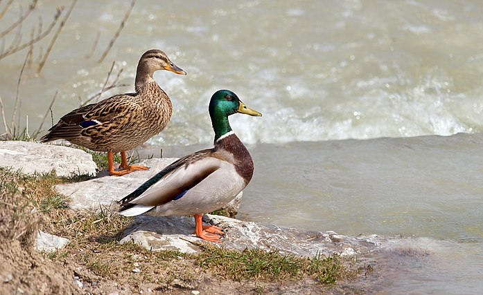 Anas platyrhynchos male & female