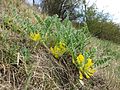 Boden-Tragant (Astragalus exscapus), in Österreich vom Aussterben bedroht.